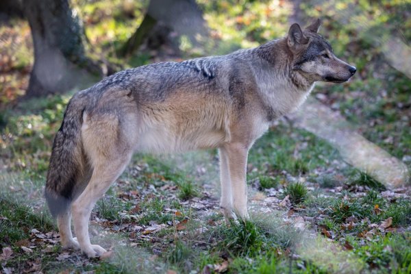Iniciatíva My sme les upozorňuje na nezákonný lov vlkov a žiadajú zásah ministerstva a poľovníckej komory
