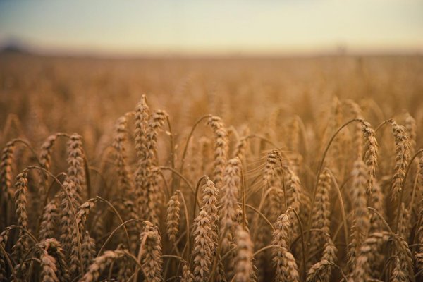 Ukrajina zažalovala Maďarsko, Poľsko a Slovensko za zákazy dovozu agroproduktov