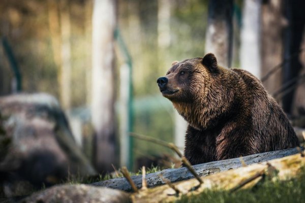 Mimoriadnu situáciu pre medvede vyhlásili v okrese Kysucké Nové Mesto