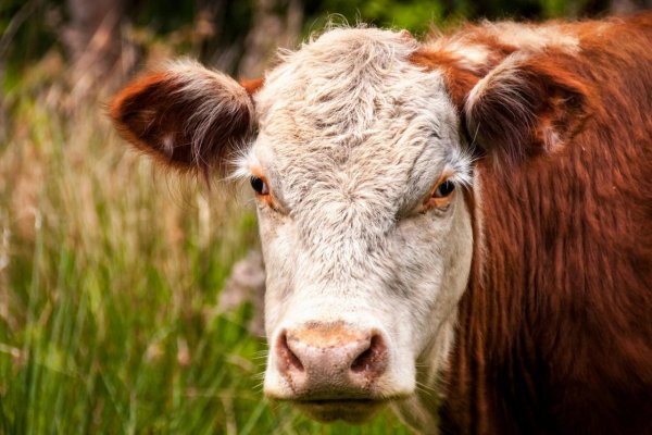 Veterinári uvoľnili niektoré opatrenia proti šíreniu slintačky